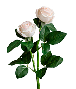 Цветок искусственный "Роза пионовидная", h 38см, цв.шампань
