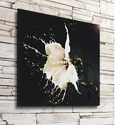 Картина "Белый цветок на черном фоне" 40х40см