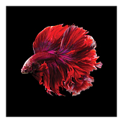 Картина "Сиамская красная рыбка" 40х40см