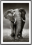Декор. изобр. "Слон и море. Монохром" 50х70х3см