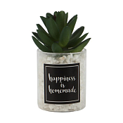 Суккулент в кашпо 11х5см