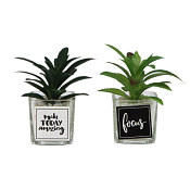 Суккулент в кашпо 12х7см