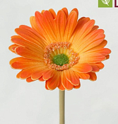 Цветок искусственный "Гербера", h 48см, цв.оранжевый