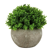 Трава в кашпо 13х13см