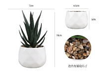 Суккулент в кашпо 14х7см