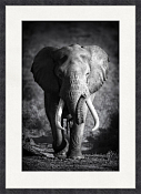Картина "Африканский слон" 50х70см