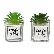 Суккулент в кашпо 9х6см