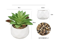 Суккулент в кашпо 10х9см