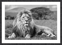 Картина "Африканский лев" 50х70см