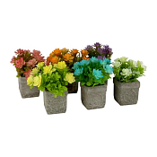 Суккулент в кашпо 18х12см